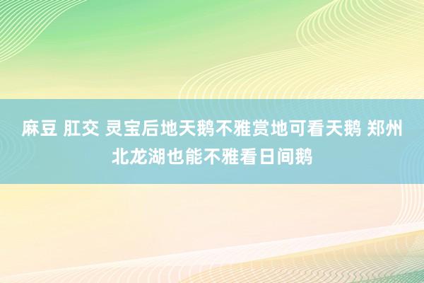 麻豆 肛交 灵宝后地天鹅不雅赏地可看天鹅 郑州北龙湖也能不雅看日间鹅